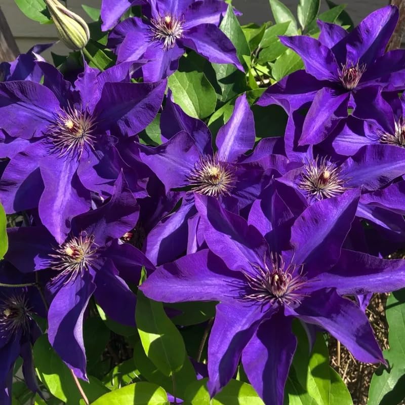 Purple Clematis Live Plant, 2.5" Pot, Fragrant Flowering Vine - Image 3