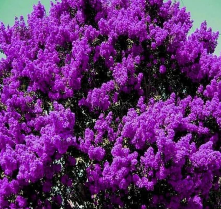 Purple Crape Myrtle Shrub/Tree - 6-12" Tall Live Plant - Image 5