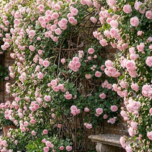 Light Pink Live Rose Plant, Fragrant Garden Rose, 2-3 Inch Tall - Image 6