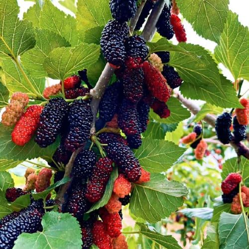 Dwarf Mulberry Tree Live Plant, 5-8" Mulberry Starter Plant - Image 5