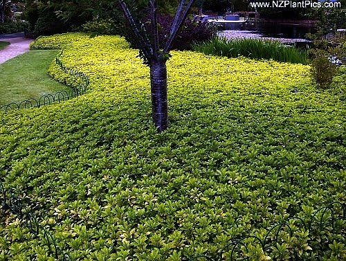 Japanese Spurge 48 Plants - Pachysandra - Hardy Groundcover - 1 3/4" Pots - Image 2