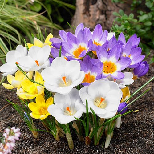 Direct Gardening - Giant Naturalizing Crocus Dormant Spring Flowering Bulbs - 25 Bulbs per Offer by BRECKS