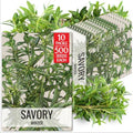 Seed Needs Winter Savory Seeds to Plant an Herb Garden - 10 Packs by SeedNeeds