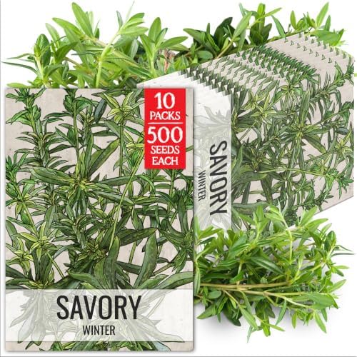 Seed Needs Winter Savory Seeds to Plant an Herb Garden - 10 Packs by SeedNeeds