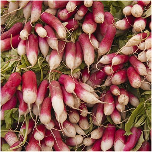 Seed Needs Radish Seeds Variety Pack of 6 Non-GMO & Heirloom Root Vegetable - Image 4