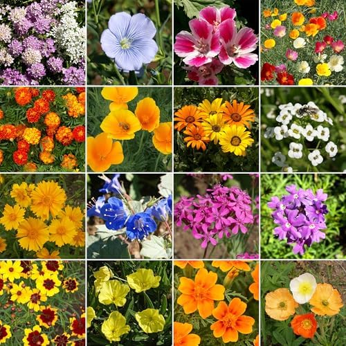 Ferry-Morse Dwarf Rainbow Bulk Wildflower Seeds, 390,000+, 1 lb - Image 2