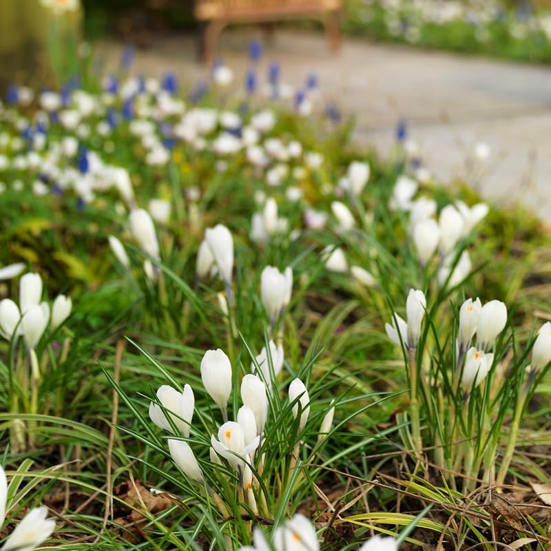 Jeanne d' Arc Giant Crocus Flower Bulbs - 10 Bulbs per Pack - Naturalizing - Perennializing - Image 4