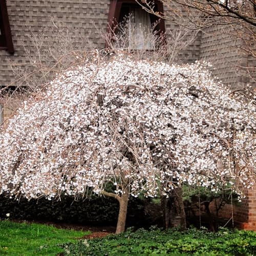 Weeping Cherry Blossom Tree Live Plant, Ornamental Flowers, 8-12" Tall - Image 4