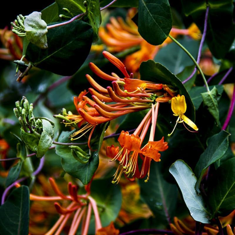 Honeysuckle Bush Live Plant, 5-10 Inch Tall - Image 6