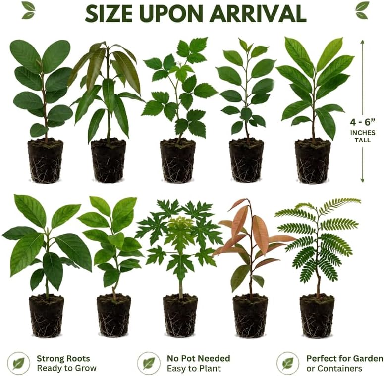 3 Arapaho BlackBerry Live Plants for Planting, Starter 4-6" Tall - Image 5