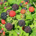 Black Raspberry Live Plant Potted 1-2 Years Old, Berry Bush by AVERAR