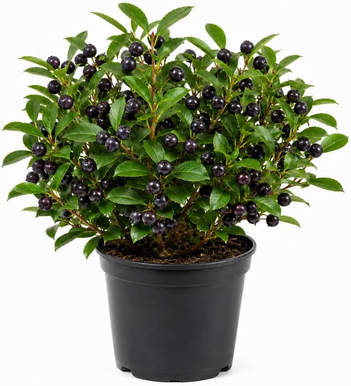 Black Huckleberry Live Plant, Berry Bush, 6-10 Inch Tall, 5 Inch Pot by Unknown