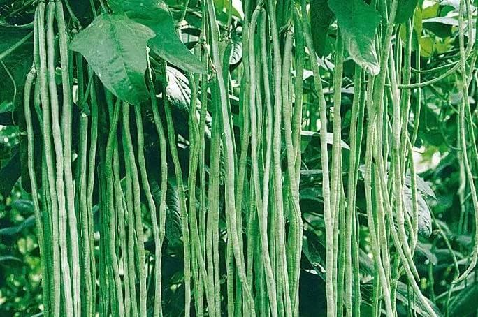 Bean Seeds for Planting Vegetables and Fruits.Pole Beans,Bush Beans,Romano Beans.Non GMO Garden Seeds for Home Vegetable Garden(6g,30+) Yardlong Pole Bean Seeds for Planting,Yard Long Asparagus Bean豇豆 - Image 5