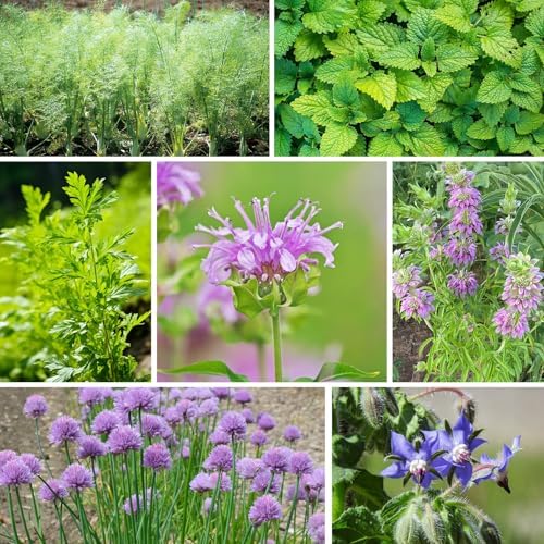 Groundio Herb Seeds, 15 Variety Packs, 5,700+ Non-GMO Heirloom Seeds | Herb Seeds for Planting Indoor, Outdoor & Hydroponic, with Rosemary, Basil, Mint, Lavender, Lemon Balm Seeds - Image 6