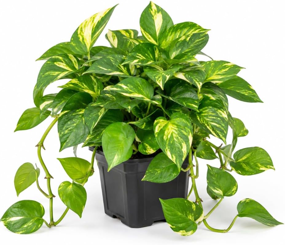 Golden Pothos Indoor Plant, Trailing Vine, Air Purifying, Heart Leaf Philodendron Vine Variegated Pothos Climbing Vines, 4 Inc Pot by Unknown