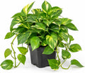 Golden Pothos Indoor Plant, Trailing Vine, Air Purifying, Heart Leaf Philodendron Vine Variegated Pothos Climbing Vines, 4 Inc Pot by Unknown