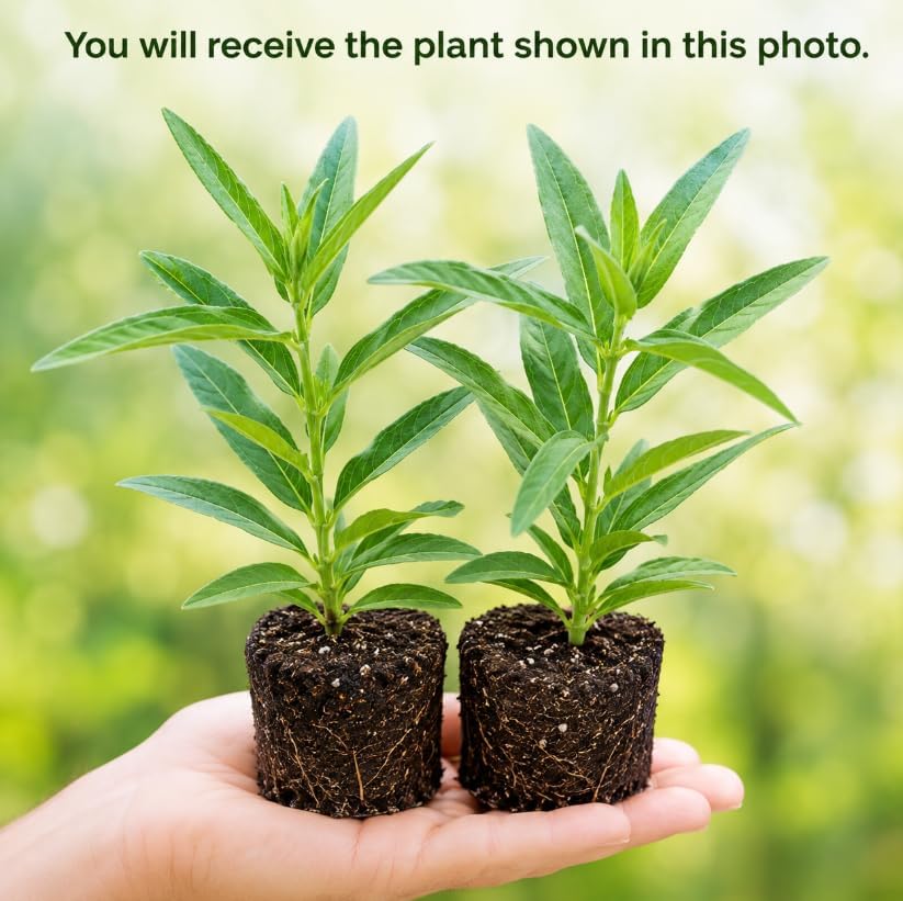 2 Mixed Color Milkweed Live Plants, Hardy Milkweed Shrub Asclepias Flowering Plants for Outdoor Gardens, 4-6 Inches Tall - Image 3
