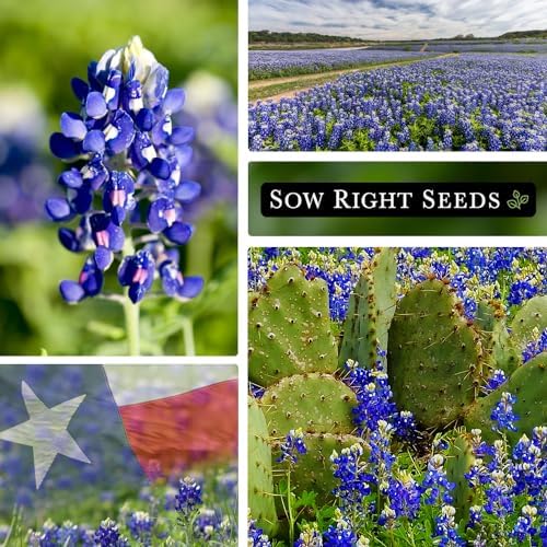 Sow Right Seeds - Texas Bluebonnet Seed for Planting Wildflower Garden 4pk - Image 4