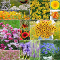 Eden Brothers Bird & Butterfly Wildflower Mixed Seeds for Planting, 50 lb, 24,000,000+ Seeds with Cosmos, Indian Blanket | Attracts Pollinators, Plant in Spring or Fall, Zones 3, 4, 5, 6, 7, 8, 9, 10 by EdenBrothers