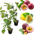 2 Mix Passionfruit Vine Live Plants, Fully Rooted Passionfruit, 5-10" Tall by AVERAR