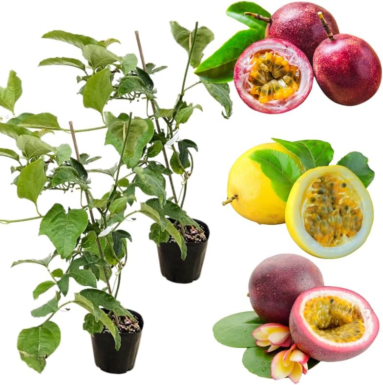 2 Mix Passionfruit Vine Live Plants, Fully Rooted Passionfruit, 5-10" Tall by AVERAR