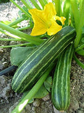 Seeds Cocozelle Zucchini - Heirloom Vegetable - GMO Free by Unknown