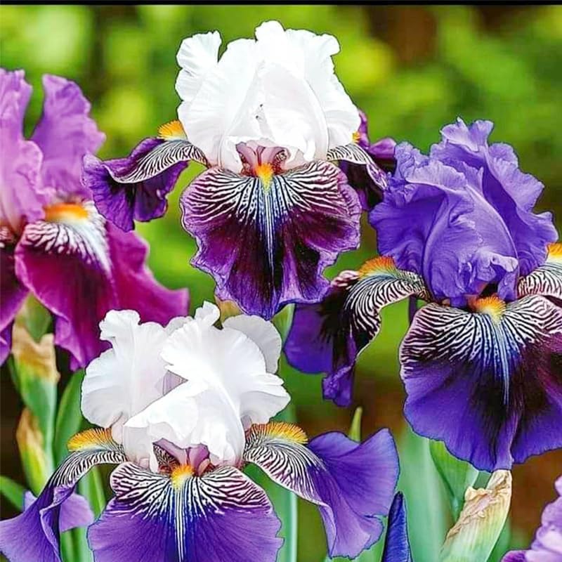 150 Iris Seeds for Planting Outdoor, Non-GMO Heirloom Mixed Bearded Varieties, Perennial, Vibrant Fragrant Blooms, Deer & Drought Tolerant, for Garden Beds, Rock Gardens and Patio Border - Image 5