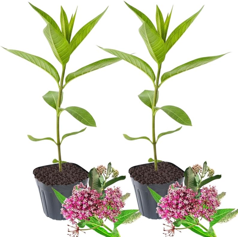 2 Pink Butterfly Milkweed Live Plants, Native Flower Plant, 4-9 Inch Tall - Image 7