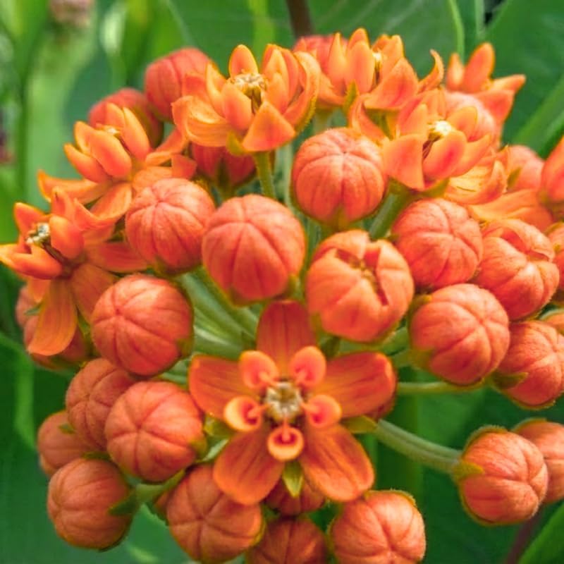 2 Orange Milkweed Live Plants, Asclepias Tuberosa Perennial, 4-8 Inch Tall - Image 2