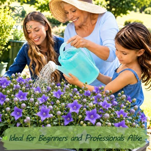 Blue Balloon Flower Seeds for Planting, Platycodon grandiflorus, Heirloom Non-GMO Bellflower Seeds, High Germination Blue Perennial Flower for Borders Containers and Cottage Gardens, 2000 Count - Image 2