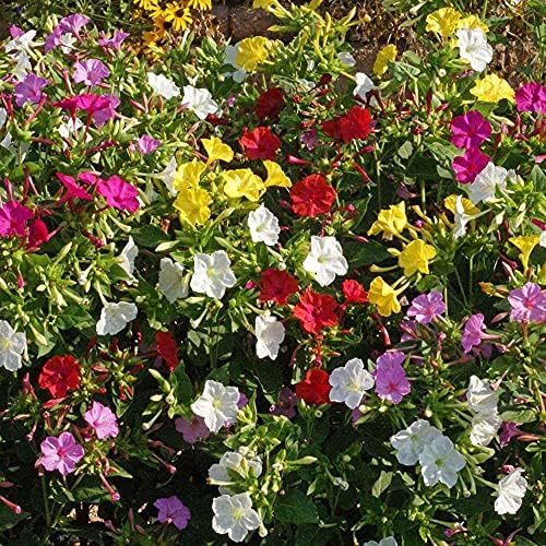 Outsidepride Mixed Four O'clock Flower Seeds - 1/4 lb Perennial Fragrant, Trumpet-Shaped Blooms, Deer-Proof & Easy to Grow, for Pollinator & Evening Gardens, Containers, Hedges, or Borders - Image 2
