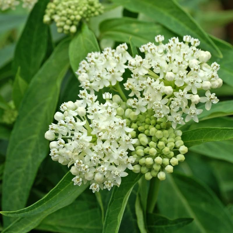3 White Milkweed Live Plants, Hardy Milkweed Shrub, 4-9 Inches - Image 3