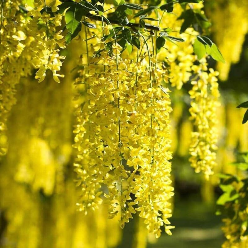 Yellow Golden Chain Tree Live Plant, Hardy Flowering Vine, 18-22 Inch Tall by AVERAR