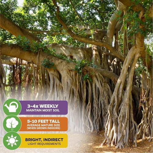 Audrey Fig (Banyan Tree) Live Plant - Ficus benghalensis by Wellspring Gardens - Easy-Care Ornamental Beauty, Perfect Sacred Starter Plant for Your Home & Garden Elegance - Image 4