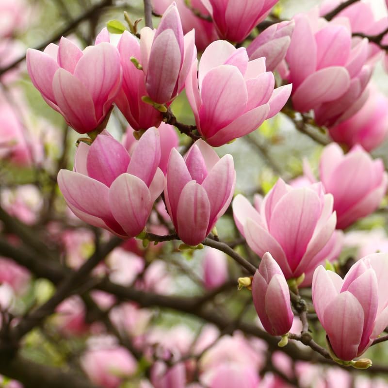Jane Magnolia Tree Live Plant, Blooming Shrub, 4-8 Inch Tall - Image 6