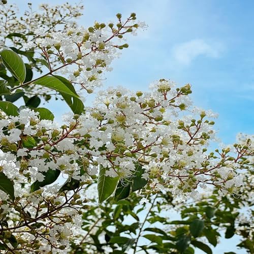 Natchez Crape Myrtle Live Tree, 1 Gallon Potted, White Flowers | Arbor Day Foundation (Due to Agricultural Laws, Unavailable to CA, AZ) - Image 2