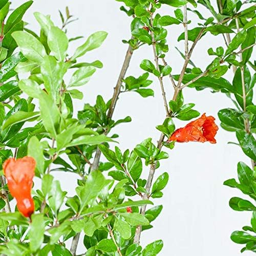 Perfect Plants Wonderful Pomegranate Tree, 2 Gallon, Live Plant - Image 4