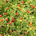 Park Seed Bird Pepper (Tepin) Seeds, Historic Wild Chili – Pack of 25 Seeds by ParkSeed