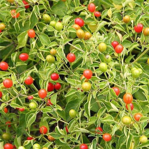 Park Seed Bird Pepper (Tepin) Seeds, Historic Wild Chili – Pack of 25 Seeds by ParkSeed