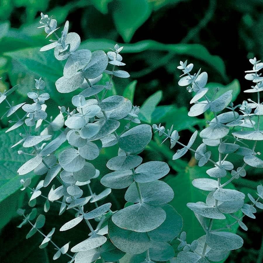 Park Seed Grow Your Own Eucalyptus Seeds Plant, Silver Dollar, Pack of 500 by ParkSeed