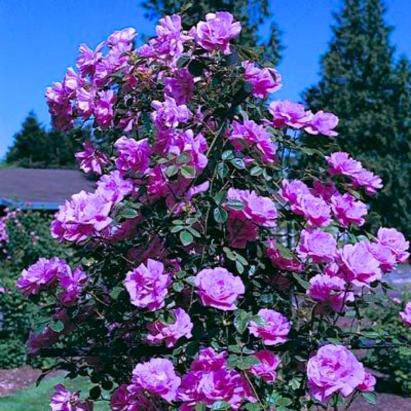 Light Purple Climbing Roses Live Plants, Fragrant Starter 5-9" Tall - Image 4