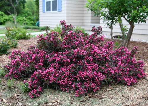 Proven Winners - Weigela Florida Spilled Wine (Weigela) Shrub, Pink Flowers, #3 - Size Container - Image 4