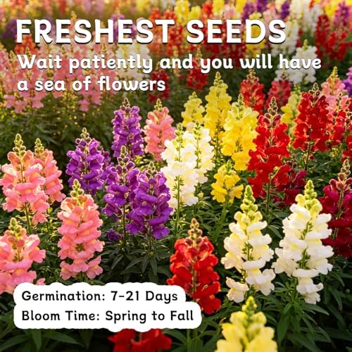 LUOJIBIE Snapdragon Seeds, 50,000+ Tetra Mix Snapdragon Seeds for Planting (Antirrhinum Majus) Fairy Bouquet Blend, Non-GMO Heirloom Annual Flower Garden Seeds Bulk for Outdoor & Indoor - Image 7