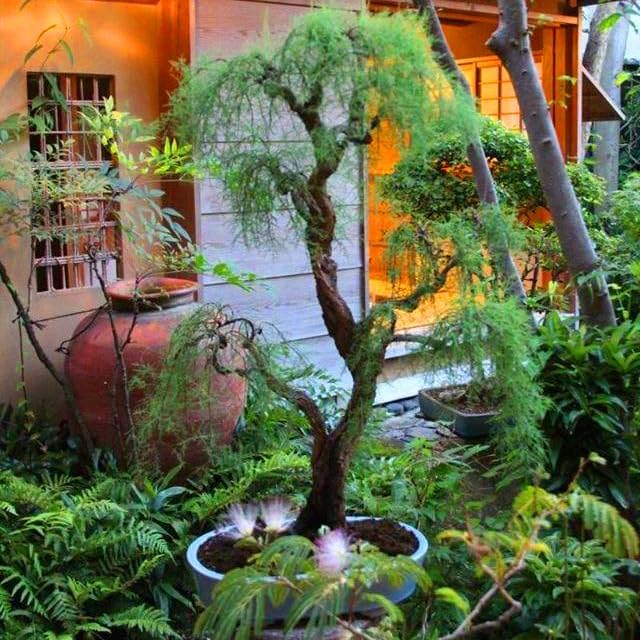 28+pcs Dwarf Willow Bonsai Tree Seeds for Planting, Perennial Willow Tree Seeds to Plant, Heirloom Non-GMO Hummingbird Vine Bonsai Plants for Home Garden Indoors - Image 4