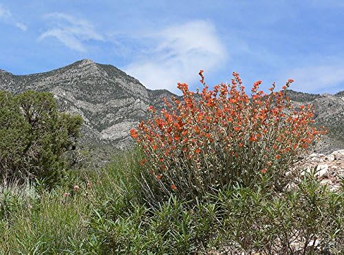 20 Apricot Desert GLOBEMALLOW Mallow Sphaeralcea Ambigua Flower Seeds - Image 3