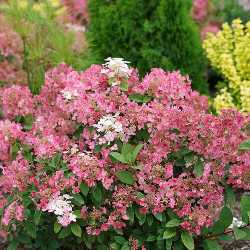Pink White Hydrangea Plant Live, Garden Shrub, 7-12" Tall, in Pot - Image 6