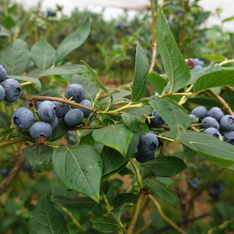 Live Jewel Blueberry Plants (4 Pack) – Southern Highbush Blueberry Bushes for Planting, High Yields, Exceptional Fruit Size, Suitable for Mild Winter Regions - Image 5