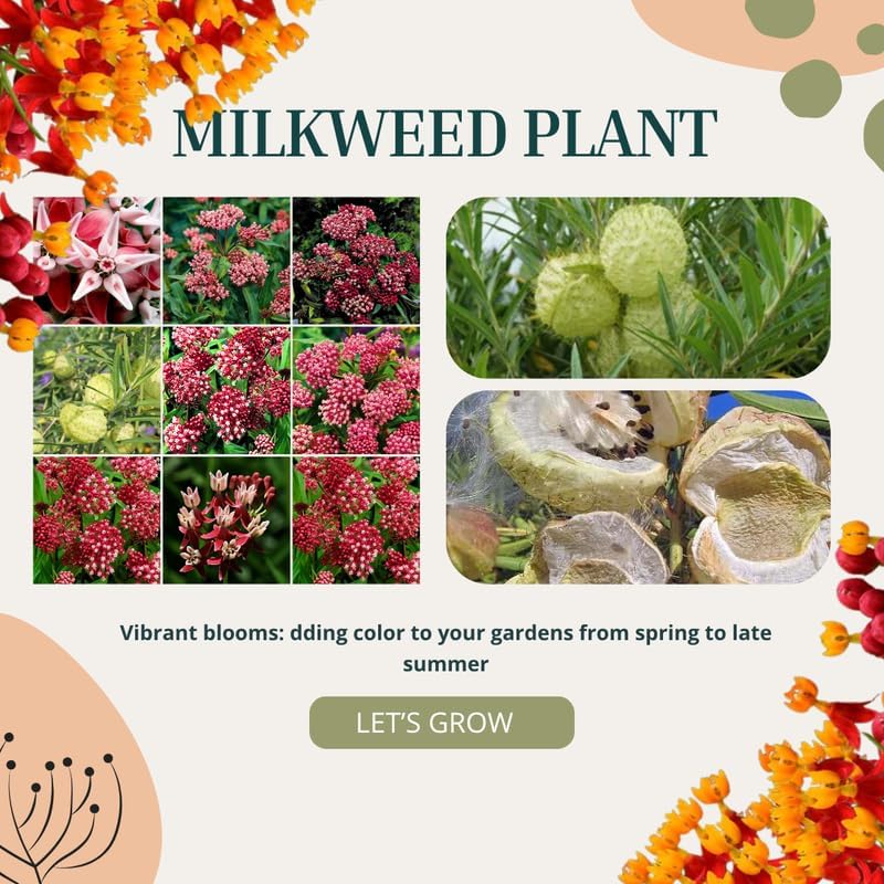 2 Deep Red Butterfly Milkweed Plants Live, Flowering Plant, 4-9 Inch Tall - Image 3