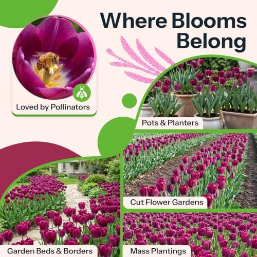 20 Kansas Proud Triumph Tulipa, Tulip Bulbs for Fall Planting - Image 6
