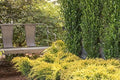 Gold Lace Juniper - 20 Live Plants - Juniperus Chinensis - Evergreen Groundcover by FloridaFoliage